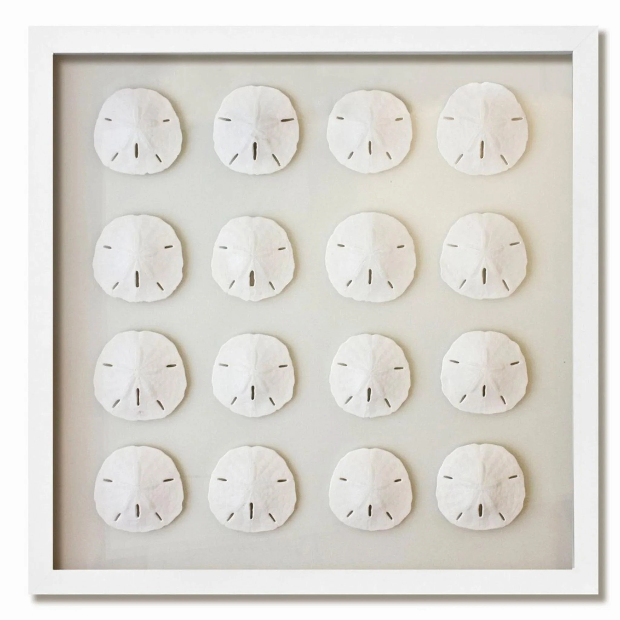 16 Florida Sand Dollars Nautical Coastal Beach Wall Art- Available in a Variety of Frames & Sizes 