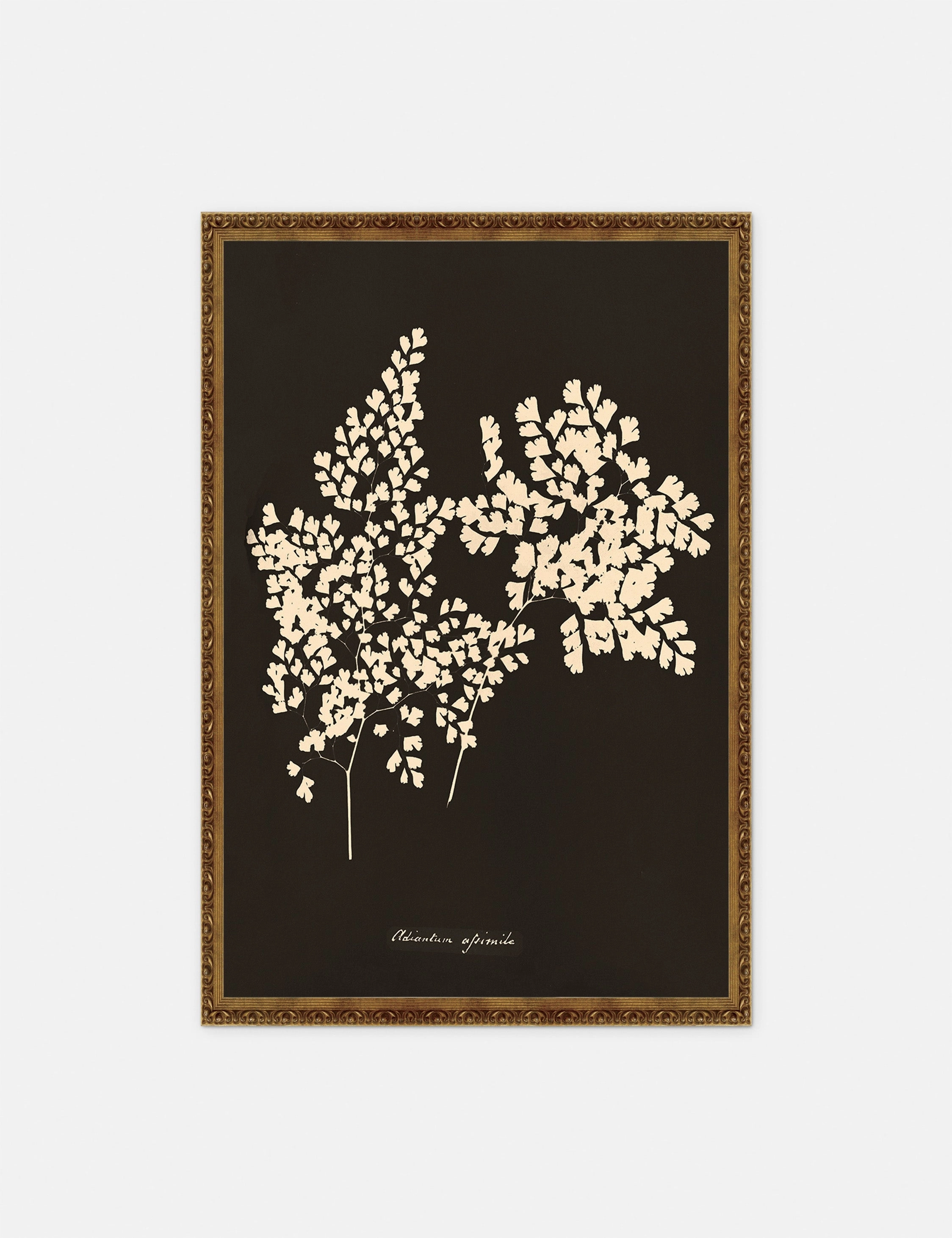 Adiantum Cuneatum Print by Anna Atkins 