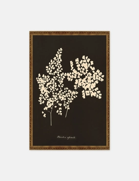 Adiantum Cuneatum Print by Anna Atkins 