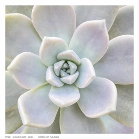 Aeonium Flower 