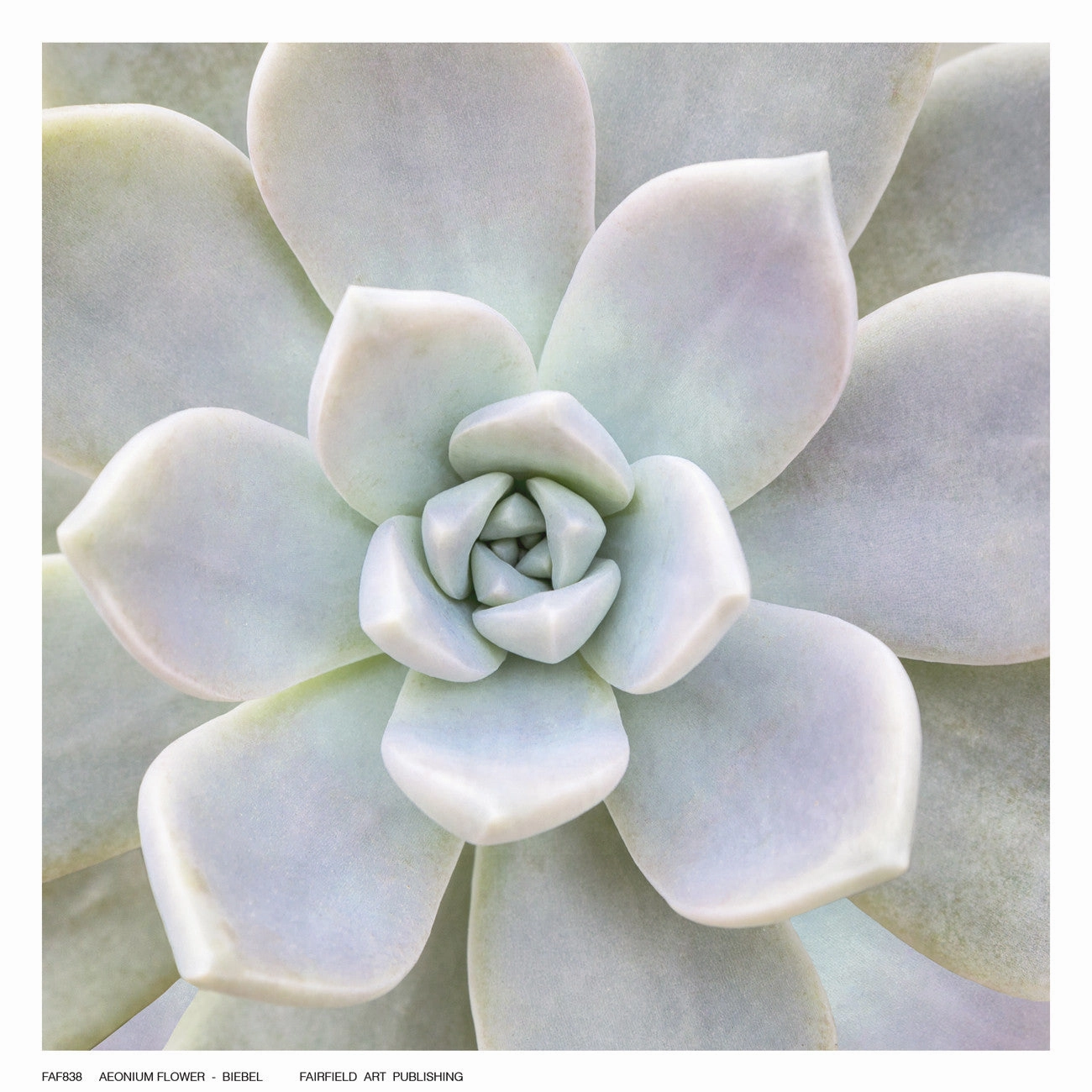 Aeonium Flower 