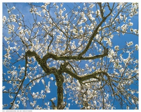 Almond Blossoms in Spring 