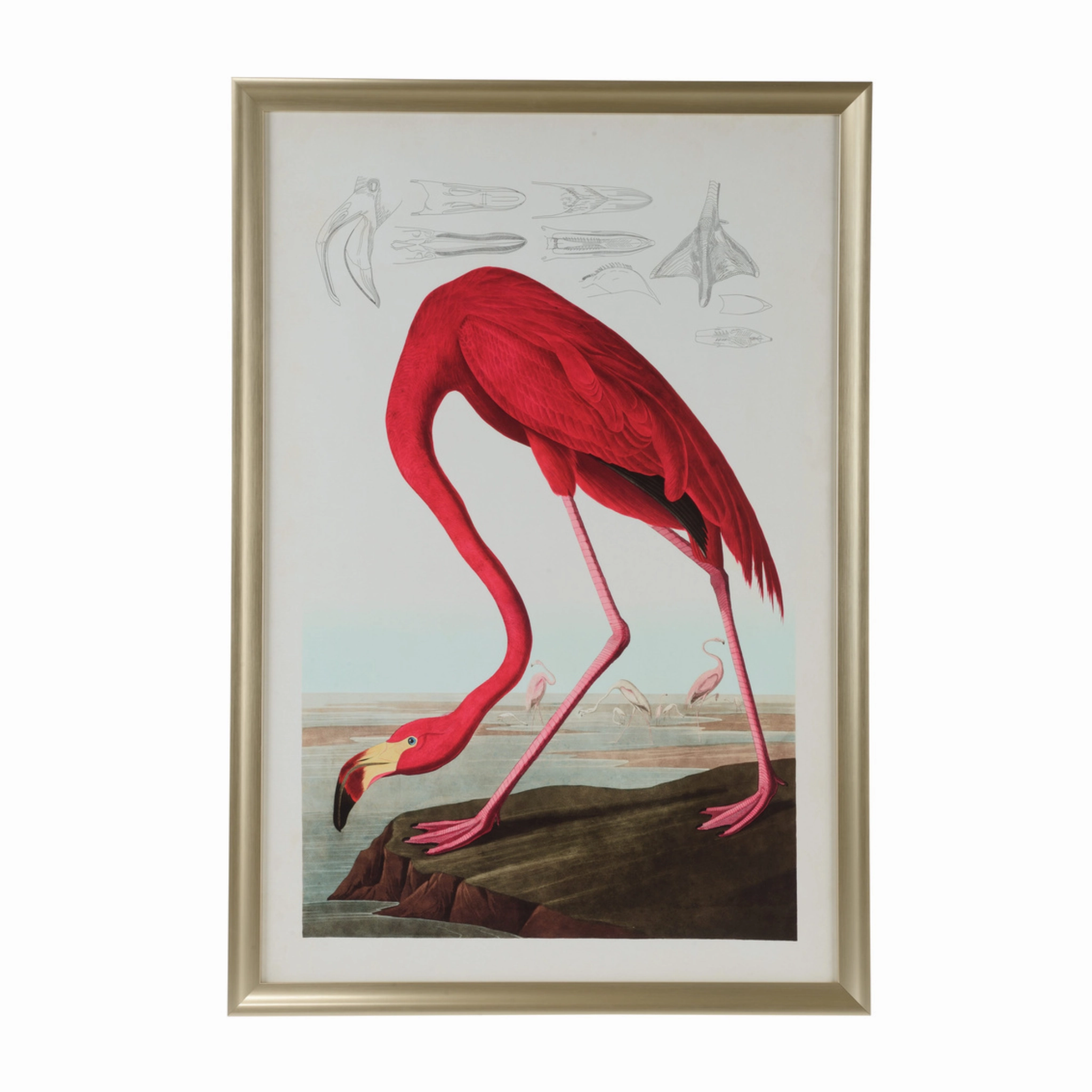 American Flamingo Giclee Print Wall Art 