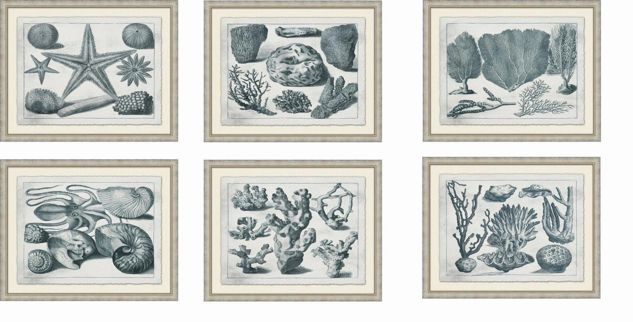 Aquatic Specimens Framed Wall Art 