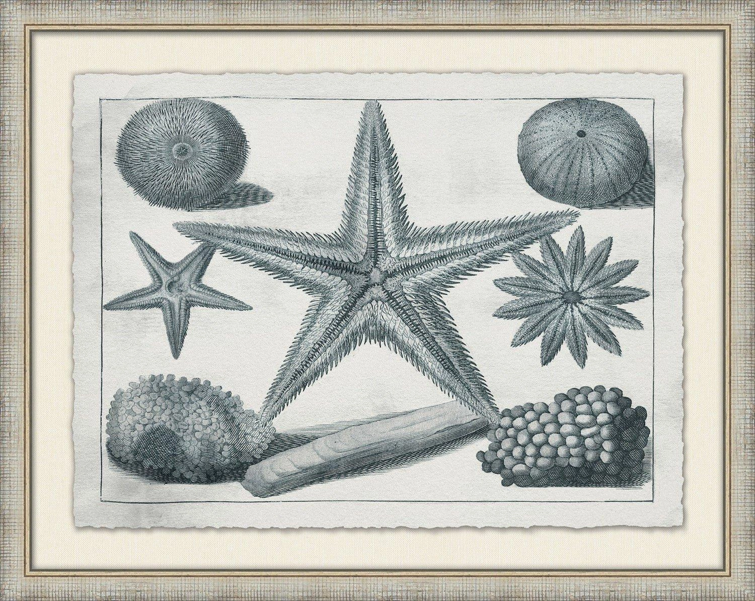 Aquatic Specimens Framed Wall Art