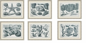Aquatic Specimens Framed Wall Art 