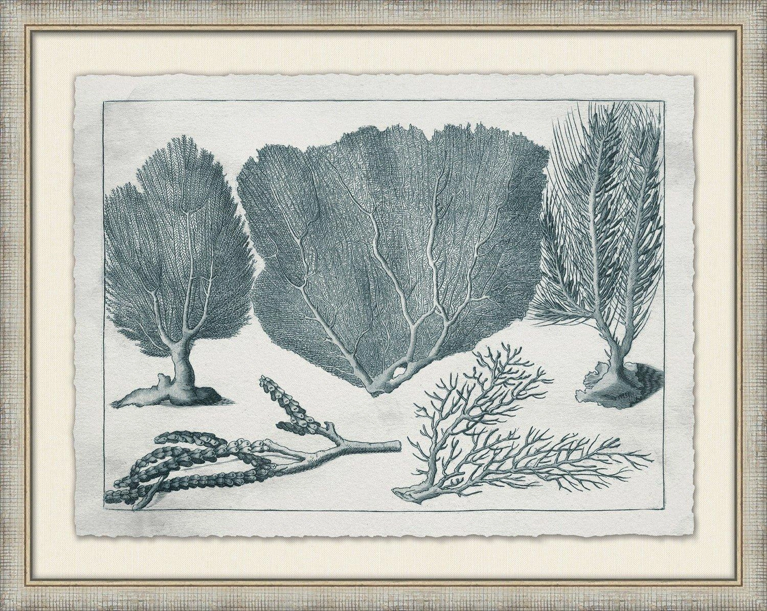 Aquatic Specimens Framed Wall Art