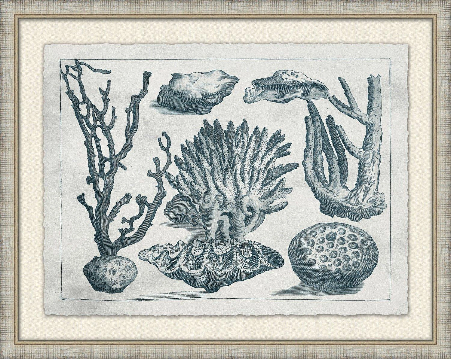 Aquatic Specimens Framed Wall Art