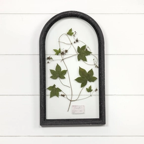 Arched Black Wood Framed Pressed Botanical 