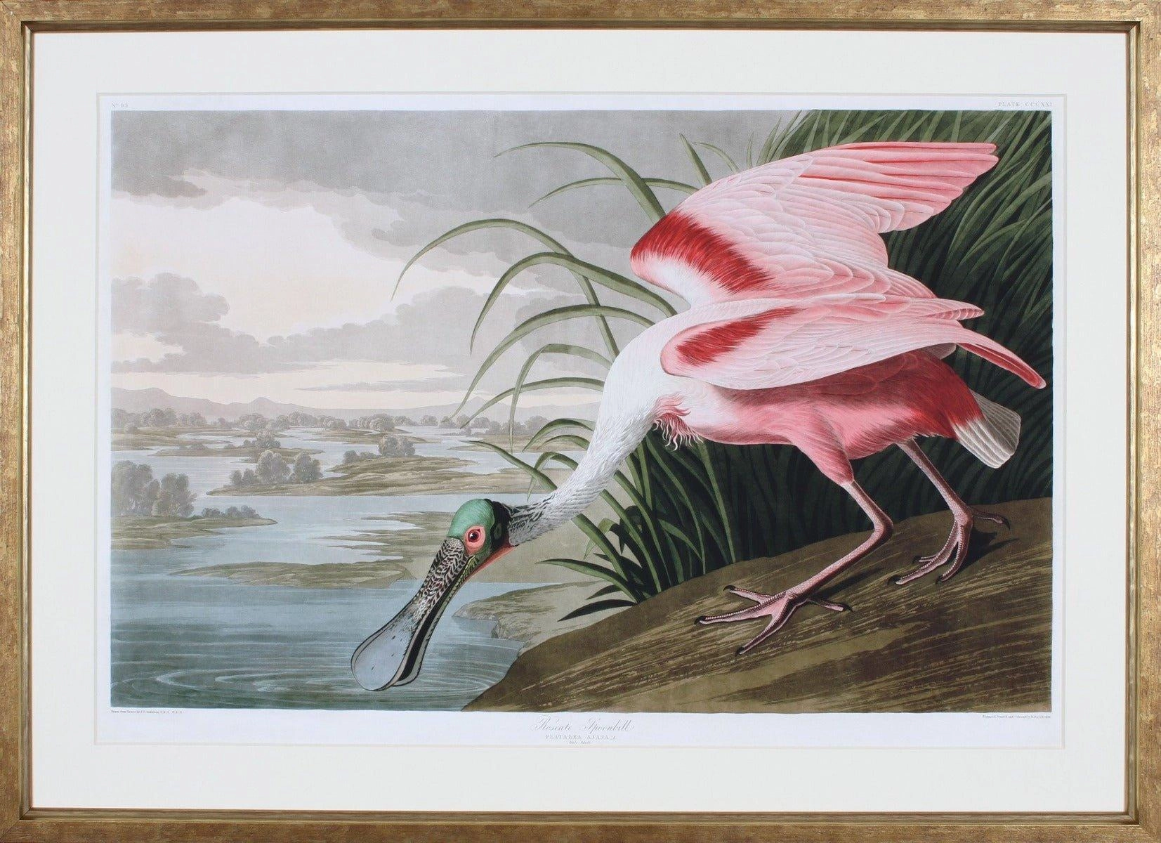Audobon Illustration of a Roseate Spoonbill Wall Art 