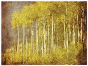 Autumn Aspen Forest 