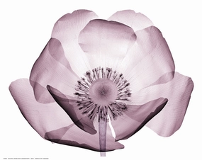 Beautiful Translucent  Lavender Poppy 
