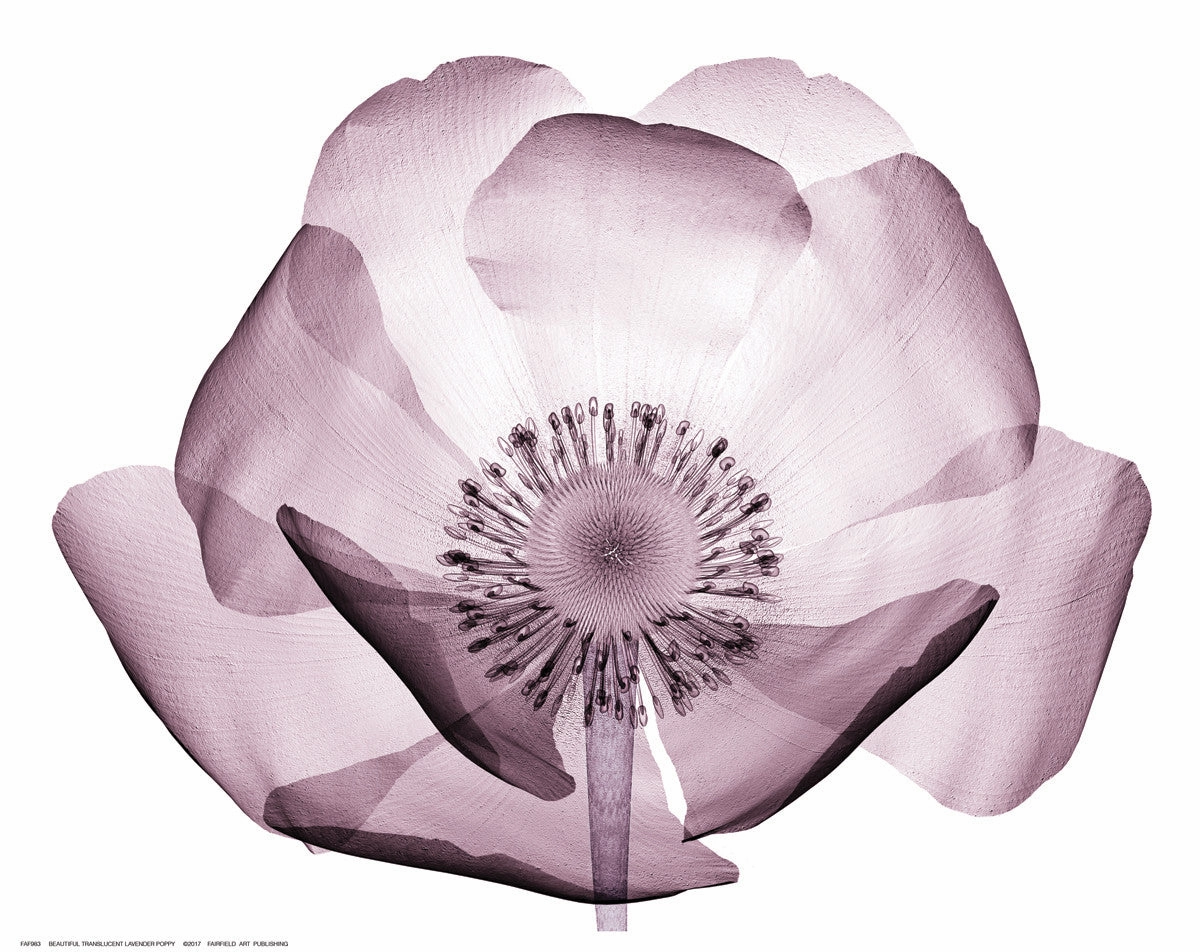 Beautiful Translucent  Lavender Poppy 