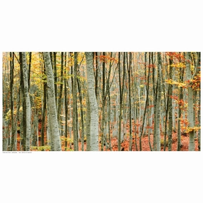 Beech Forest 
