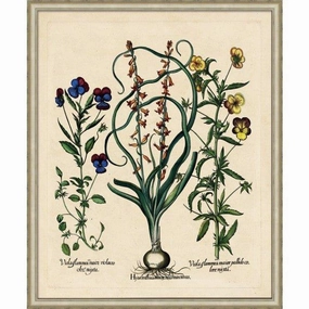 Besslers Hyacinths Framed Giclee Framed Wall Art 