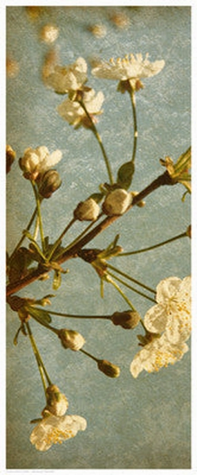 Bloom in Spring I 