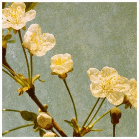 Blossoming Branch 