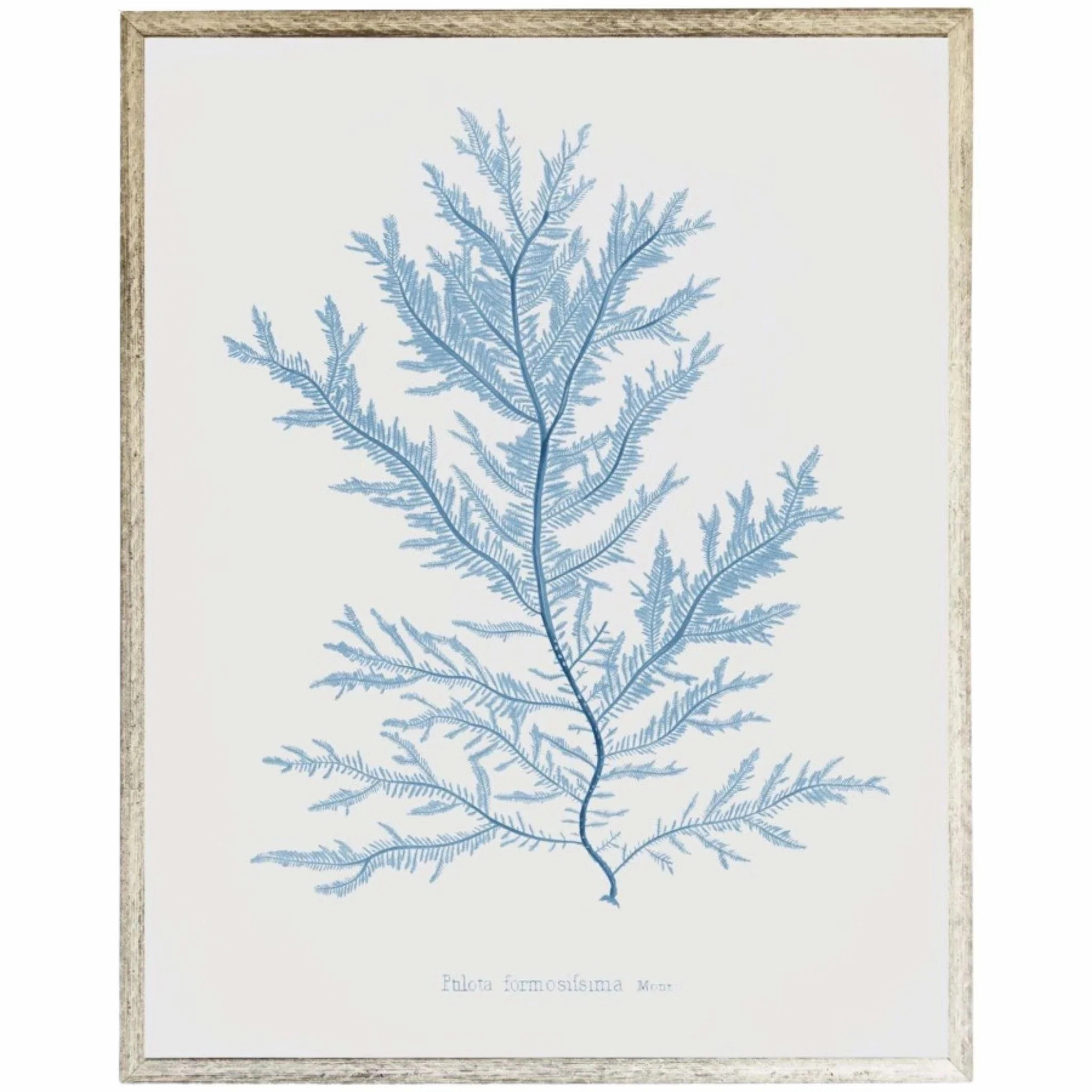 Blue Coral Framed Wall Art 2 