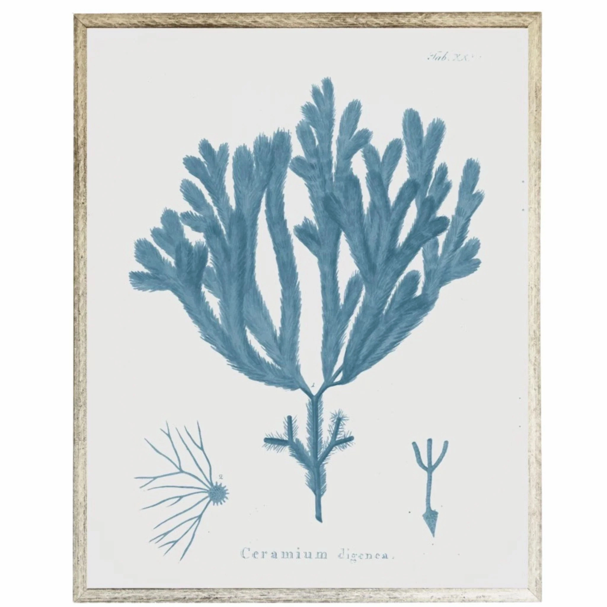Blue Coral Framed Wall Art 4 