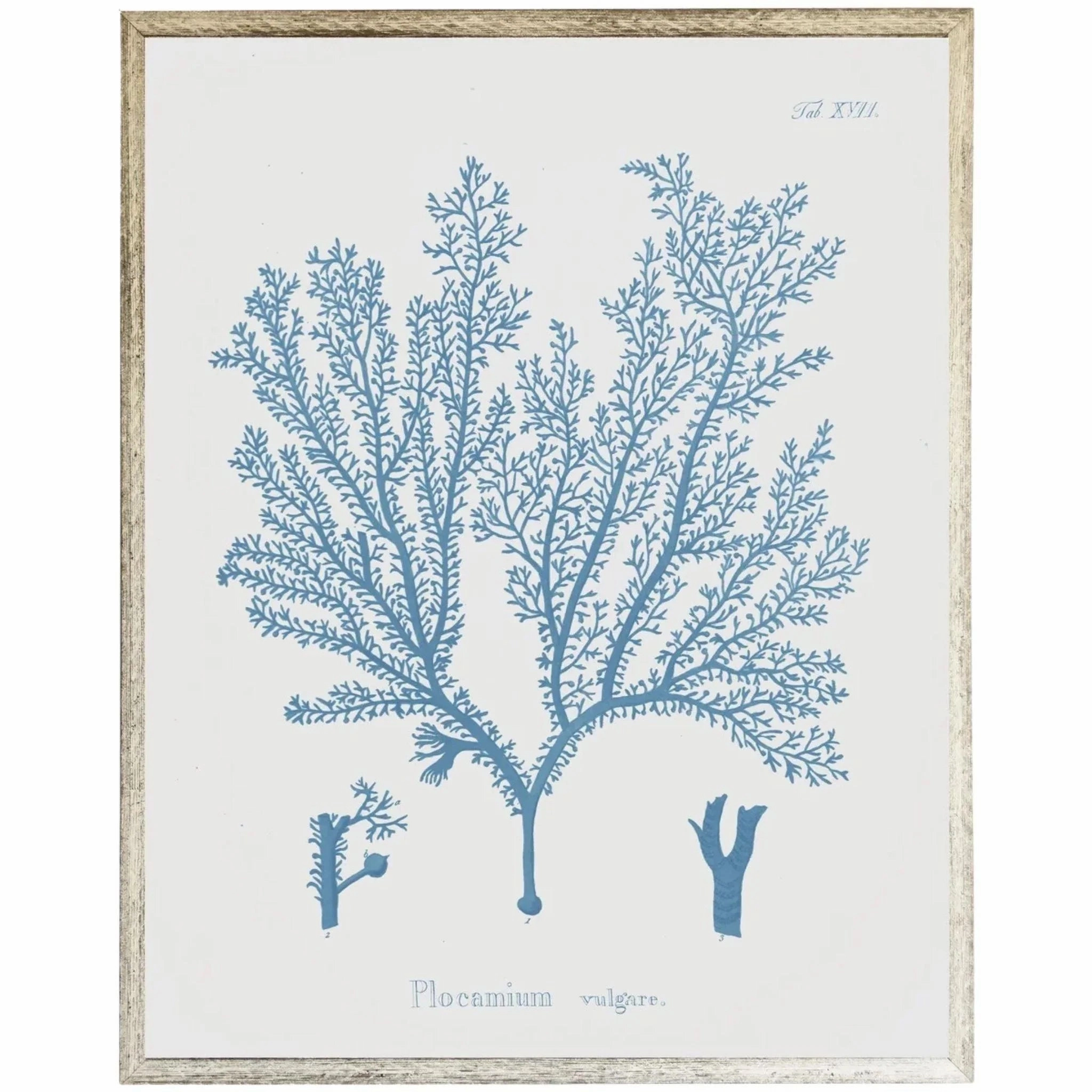 Blue Coral Framed Wall Art I 