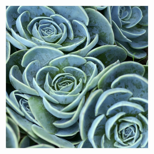 Blue Green Flora 