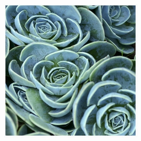 Blue Green Flora 