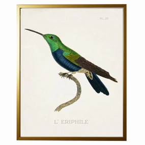 Blue Hummingbird 