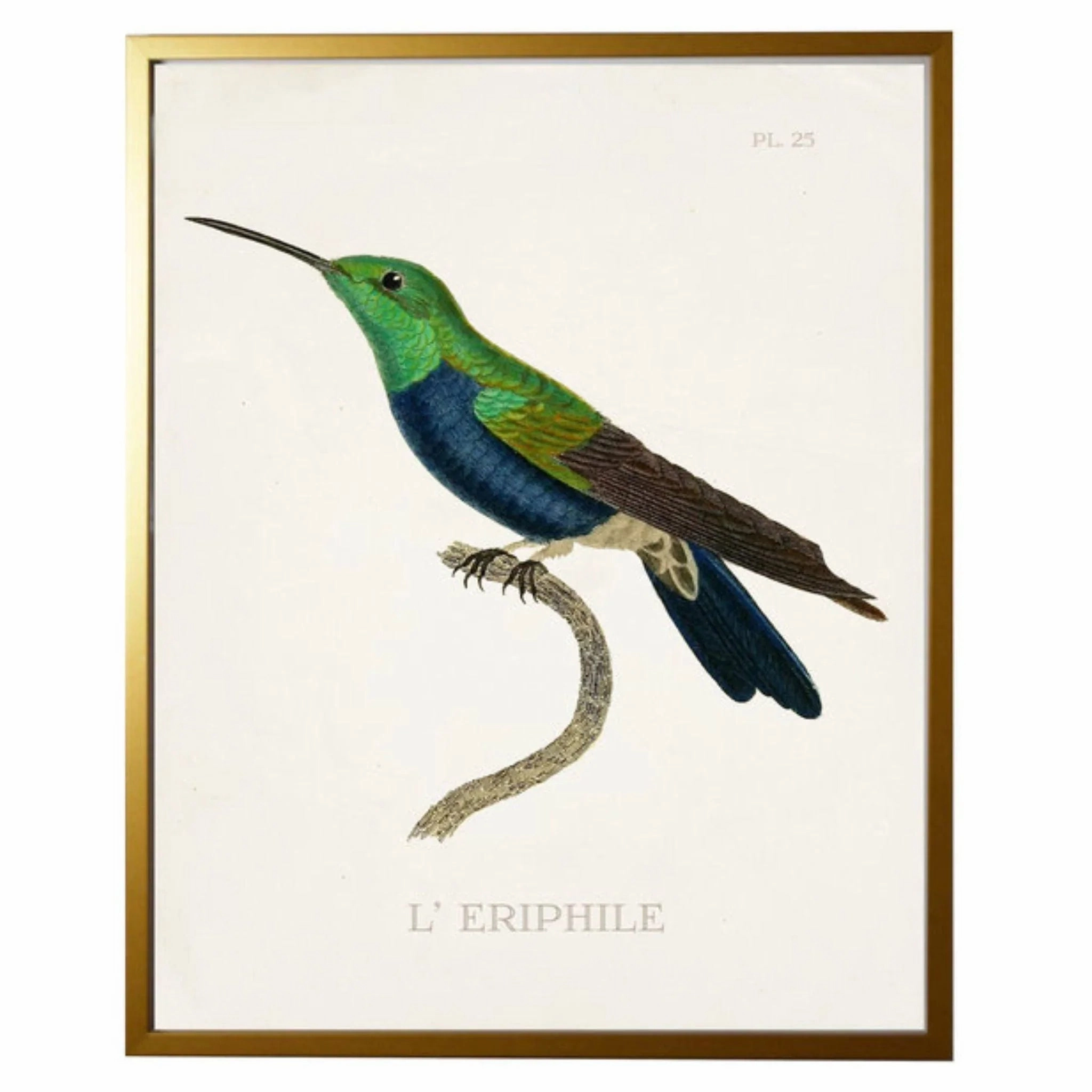 Blue Hummingbird 