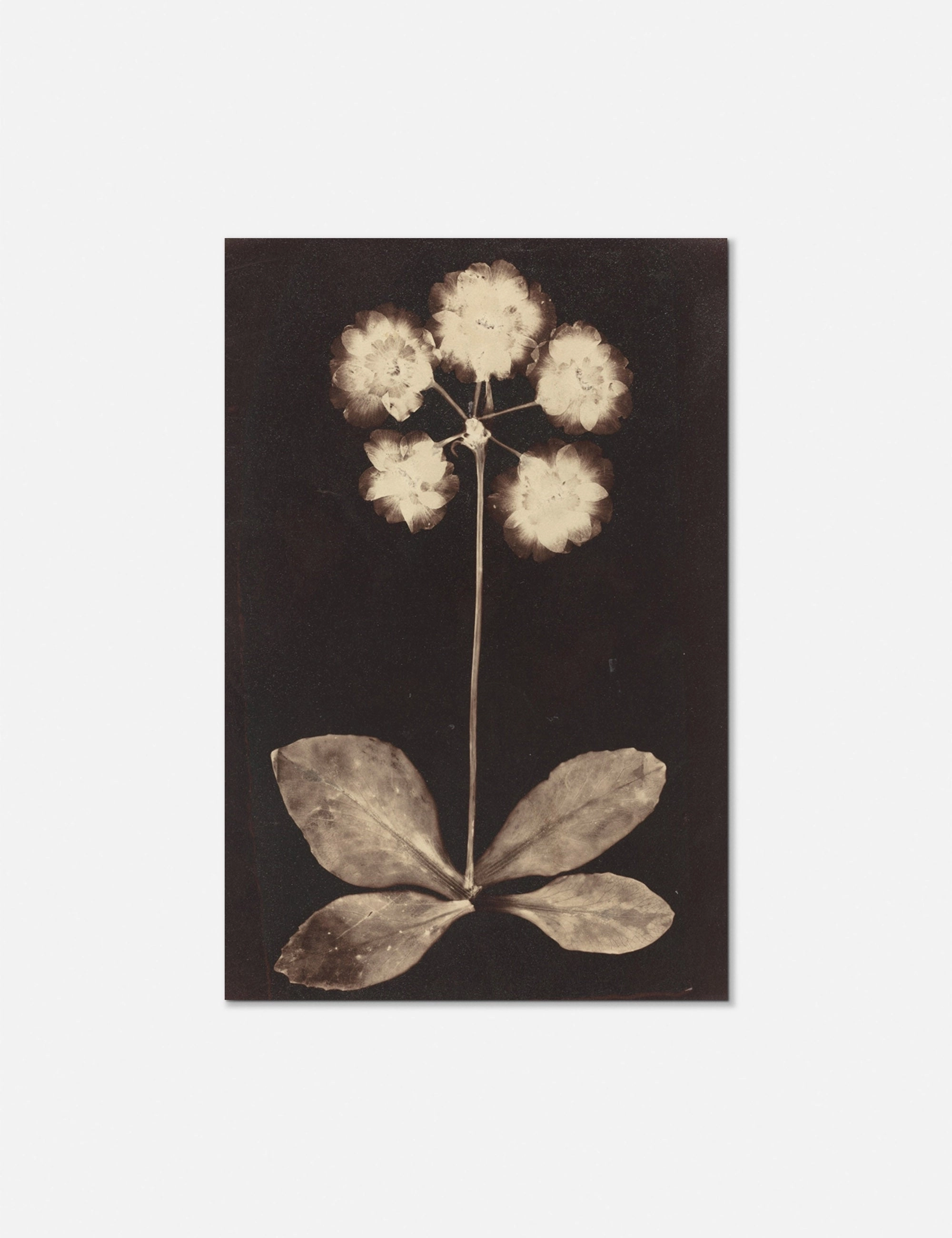 Botanical Photogram Print