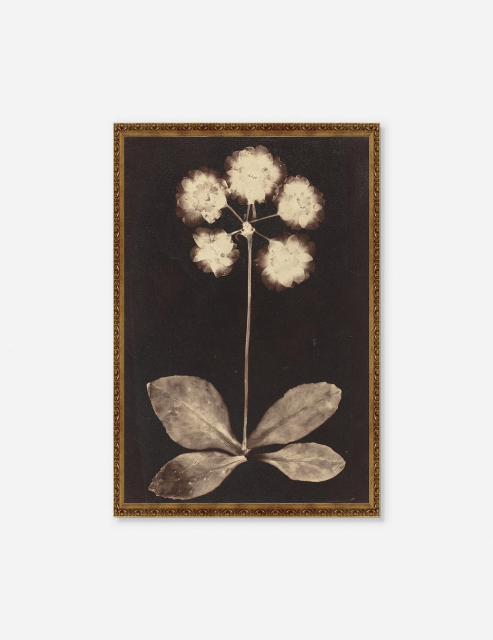 Botanical Photogram Print 
