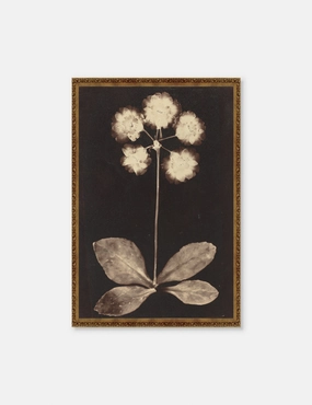 Botanical Photogram Print 