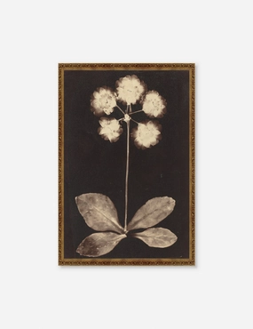 Botanical Photogram Print 
