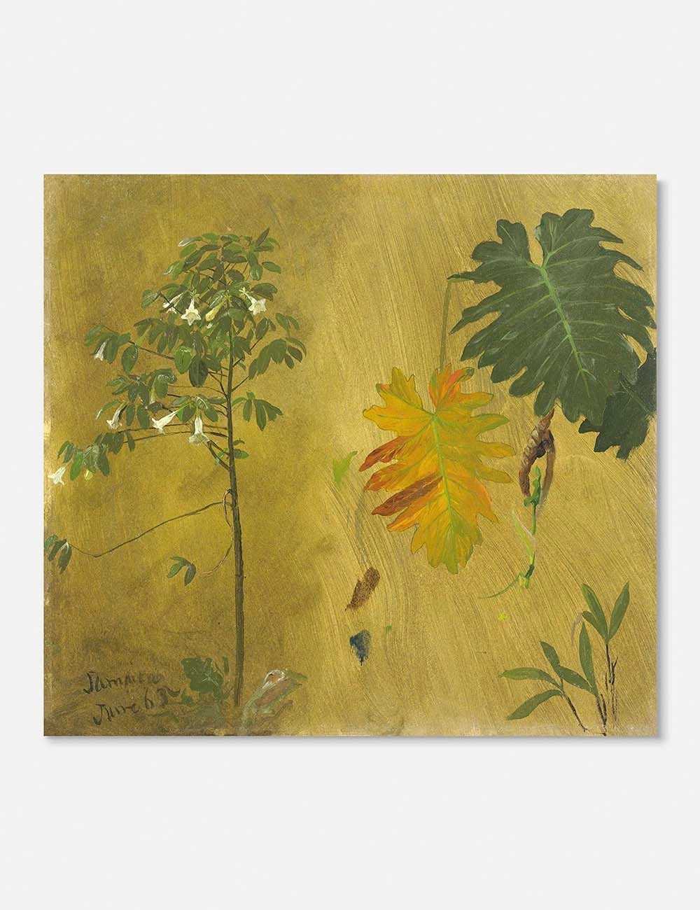 Botanical Study, Jamaica Print by Frederic Edwin Church