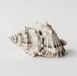 Bursa Wedding Shell 