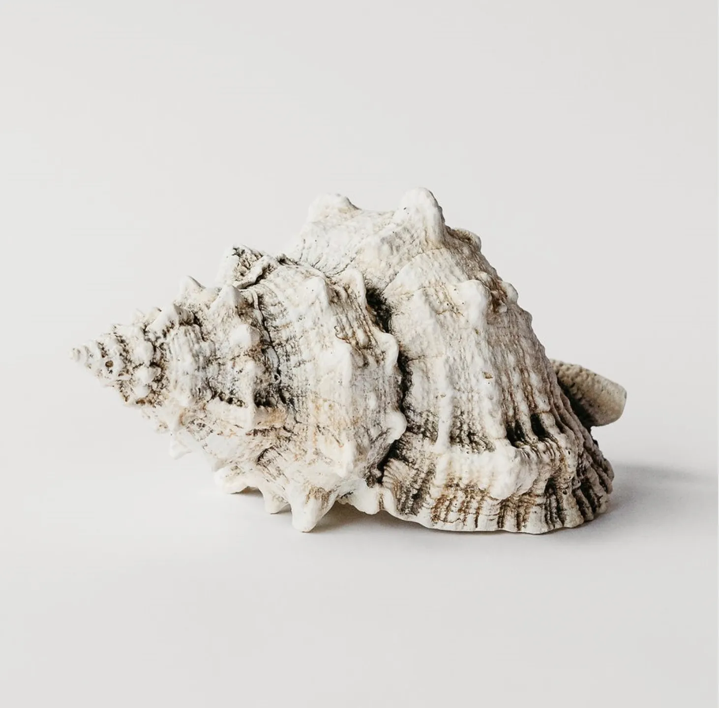 Bursa Wedding Shell 