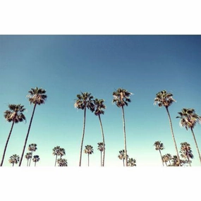 Cali Palms 2 Acrylic Wall Art 