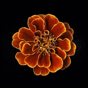 Caramel Ruffles 