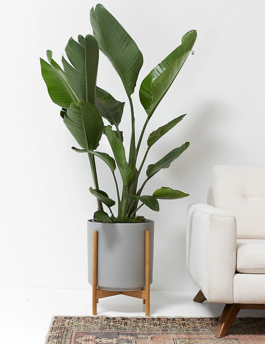 Ceramic Planter Pot   Teak Stand by LBE Design