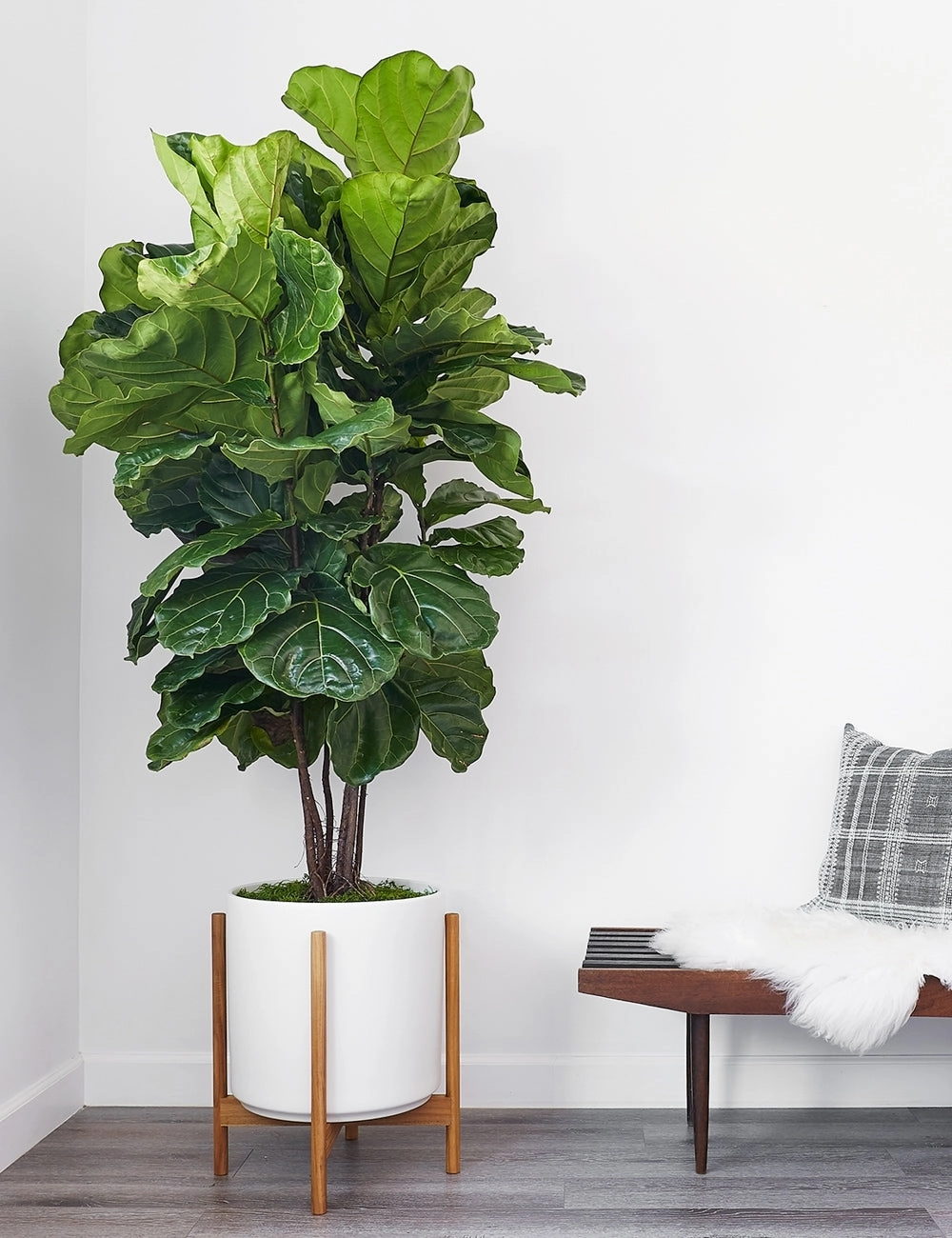 Ceramic Planter Pot   Teak Stand by LBE Design