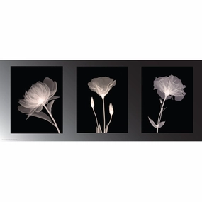 Champagne Floral Trio 