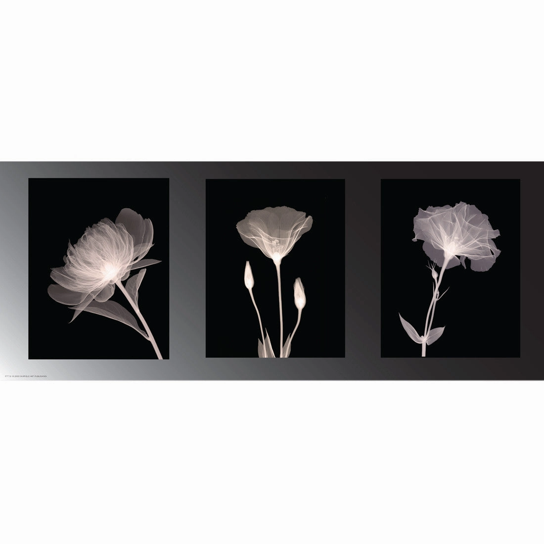 Champagne Floral Trio 