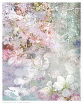 Cherry Flowers 