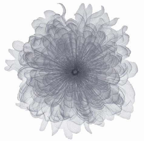 Chiffon Floral 