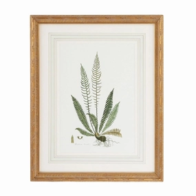 Citrus Ferns III Gold Framed Wall Art 
