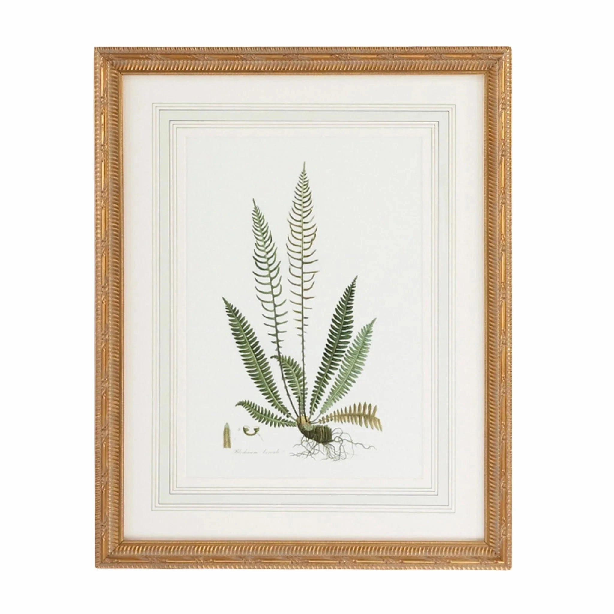 Citrus Ferns III Gold Framed Wall Art 