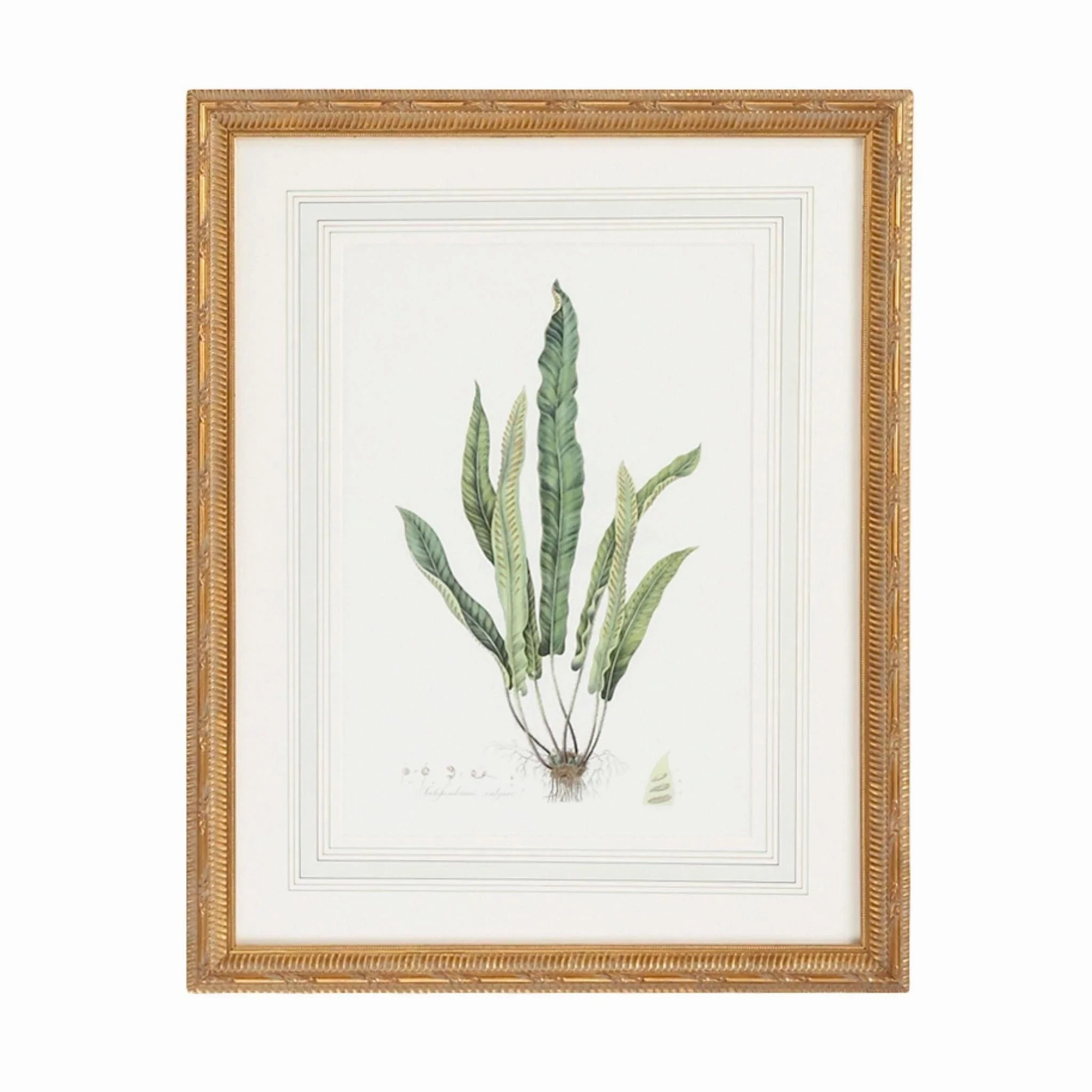 Citrus Ferns IV Gold Framed Wall Art 