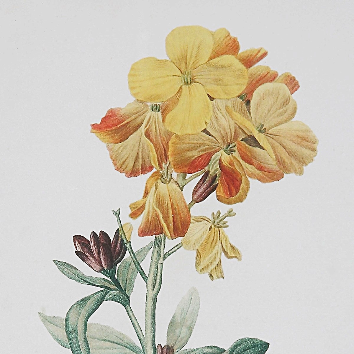 Classic Botanicals Framed Prints, Set of 6