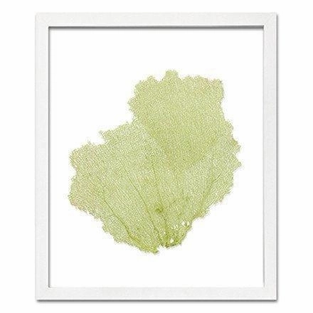 Coastal Sea Fan Framed Nautical Beach Wall Art - 15 x 18 - Available in 18 Colors