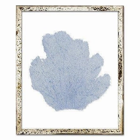 Coastal Sea Fan Framed Nautical Beach Wall Art - 15 x 18 - Available in 18 Colors 