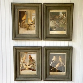 Collected Canary Prints Set 